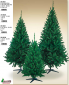 00217 ALBERO RE AMAZZONIA CM.180 00217 ALBERO RE AMAZZONIA CM.180